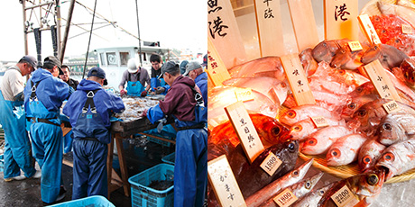 水揚げ後の作業・魚の写真